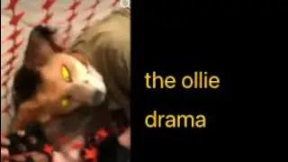 the ollie drama (TW) therian drama