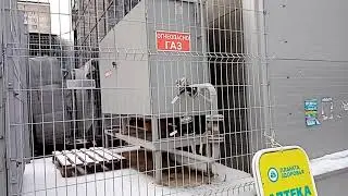 Пситеррор. Мафия Пермского края. Коррупция.