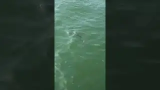 акула на берегу Каспийского моря