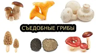 Топ 15 ВИДОВ СЪЕДОБНЫХ ГРИБОВ 