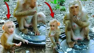 So amzing! Tiny baby monkey Jenifer is coming to eat rice with mom Julie.