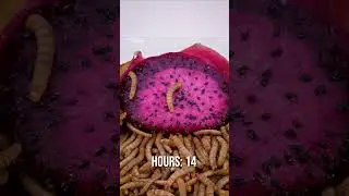 Mealworms feasting on a Red Dragon Fruit