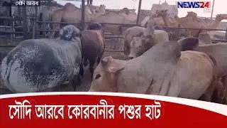 ঈদুল আযহাকে সামনে রেখে সৌদি আরবে কোরবানীর পশুর হাট 30Jul.20