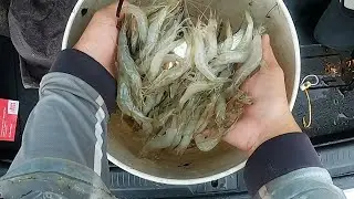 When it RAINS it PRAWNS!!!ep94