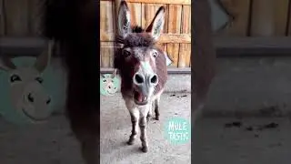 Funniest animal donkey noises ever.
