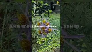 Хурамхаанай аймагай Аргада һууринһаа долоон модоной зайда оршодог Элигшэн нютагта аршаан бии.