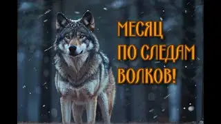 Месяц по следам волков!