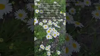Ромашка полевая