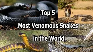 दुनिया के 5 सबसे जहरीले सांप Top 5 Most Venomous Snakes in the World