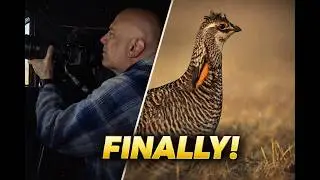 No Talk Prairie Chicken Videography
