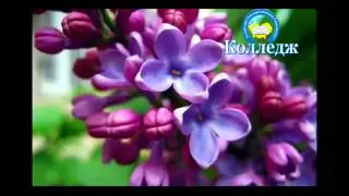 Видио для Колледжа