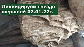 ЛИКВИДАЦИЯ ГНЕЗДА ШЕРШНЕЙ  02.01.22г.
