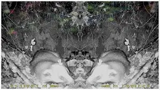 Badger Sleep (Gray Woodpecker and Badger) / REAL animals