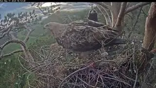 11/5/24 🌞🦅 Eagles Altyn & Nova's Afternoon Movements 🦅💨 Дневные передвижения орлов Алтына и Новы
