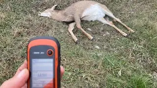 Rural Needs, Statewide Answers: Deer-Vehicle Collisions