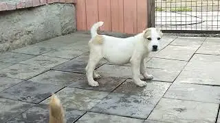 сао девочка