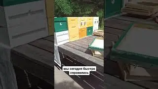 #пасекаермаковых
