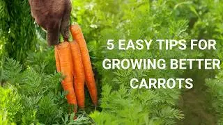 5 Easy Tips for Growing Better Carrots