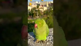 Wild Parrot didn't see me coming 🤣 