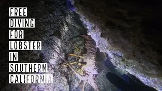 Close call lobster diving at night