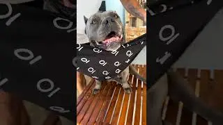 Almoço de Hoje 🐾 da Chef Maori Blue - Nossa Rotina 