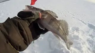 УХ ТЫ , Вместо Судака  ....Зимняя рыбалка  . ЛОВЛЯ БЕРША НА ЖЕРЛИЦЫ.