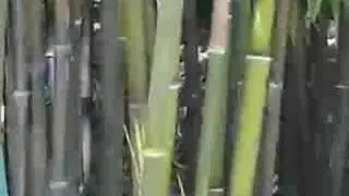 The Pan Flute Stomp: from www.panflute.ca