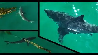 Very Large Pregnant Great White Shark Visits California Beach & Sharks Chilling In Kelp Beds.
