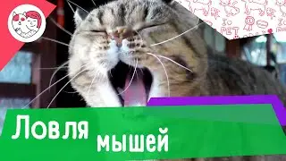 Можно ли научить городскую кошку ловить мышей на даче