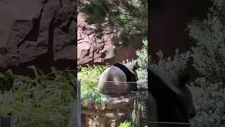 What is This Panda Looking at?