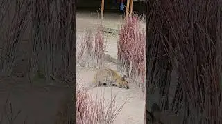 Кенгуреныш Питерский зоопарк
