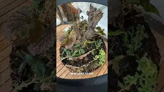 What do you think? Terrarium build with my mum, for my mum ❤️ #terrarium #terrariumbuild