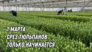 Катастрофа!!! Опоздали со срезом на 2 недели. Состояние тюльпанов на 1 марта