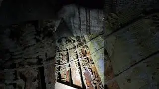 зимовка поздних роев