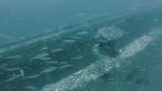 Scuba Diving the Lady Philomena (Site V12-18LDP)