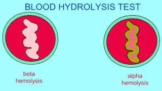 MICROBIOLOGY: BLOOD AGAR, COAGULASE TESTS