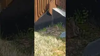 found the bunny in my backyard again🐇 #bunny #rabbit