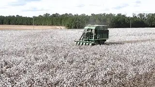 This Cotton Looks Great