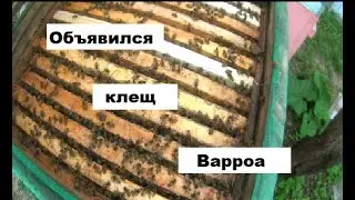 Объявился клещ Варроа на пасеке.