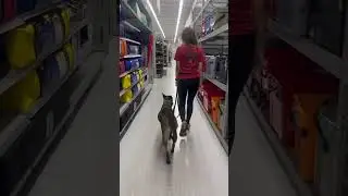 Nikki in public #k9protection #dogtraining #workingk9
