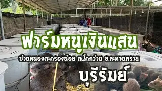 ฟาร์มหนูเงินแสนพรชัยฟาร์มพุกยักษ์แม่สมบัติฟาร์มหนูนาบ้านหนองตะครองน้อย ต.โคกว่านอ.ละหานทรายบุรีรัมย์