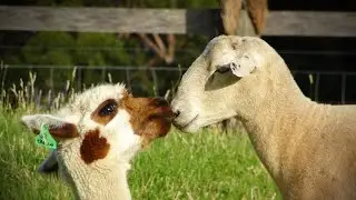 Alpaca and sheep - cuddling & playing