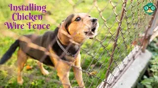 How to Install Chicken Wire Fence for Dogs? How to Install Chicken Wire Fence for Garden?