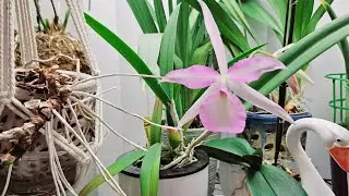 Trasplante de orquídea Cattleya a nuevo sustrato