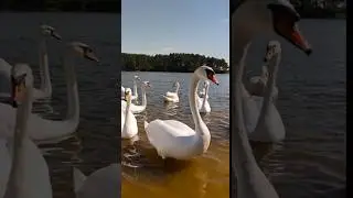 #Muteswan#birds #nature #shorts #youtubeshorts #trending #viralvideo #shortsfeed
