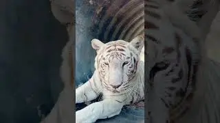 White Tiger JUMP SCARE