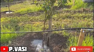 ACTIVITĂȚI DIN LIVADĂ - IRIGARE PRIN PICURARE + TRATAMENT