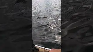 Squid squirts fishermen in the face! 😂🦑 #shorts