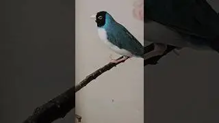 амадины гульда- синяя красота #amadina #амадины #gouldianfinch #ladygouldian #птицы #shorts