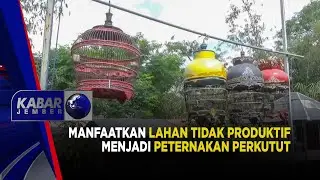 MANFAATKAN LAHAN TIDAK PRODUKTIF MENJADI PETERNAKAN PERKUTUT | KABAR JEMBER